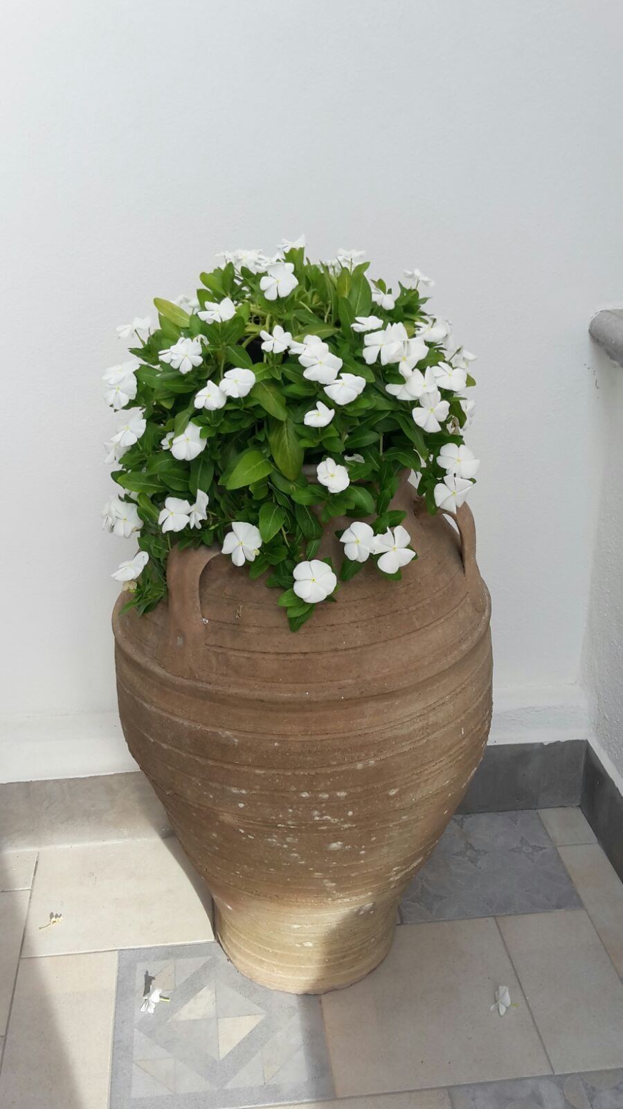White flowering plant in a rustic terracotta pot positioned on an outdoor tile surface.
